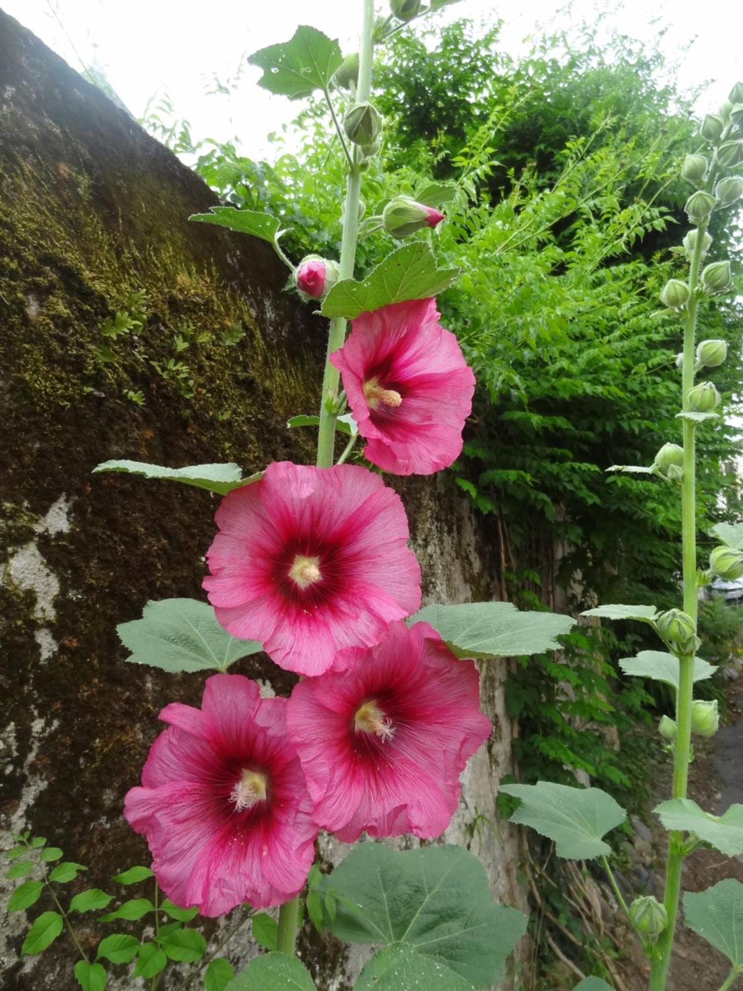 Le Pelerine *